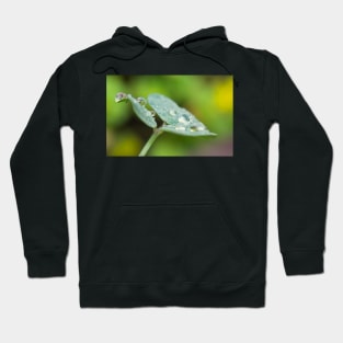 Raindrops on Woodsorrel Hoodie